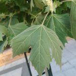 Foto de Platanus orientalis (Platano de sombra)