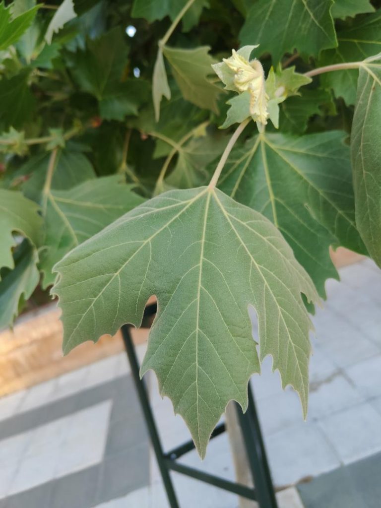 Foto de Platanus orientalis (Platano de sombra)