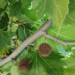 Foto de Platanus orientalis (Platano de sombra)