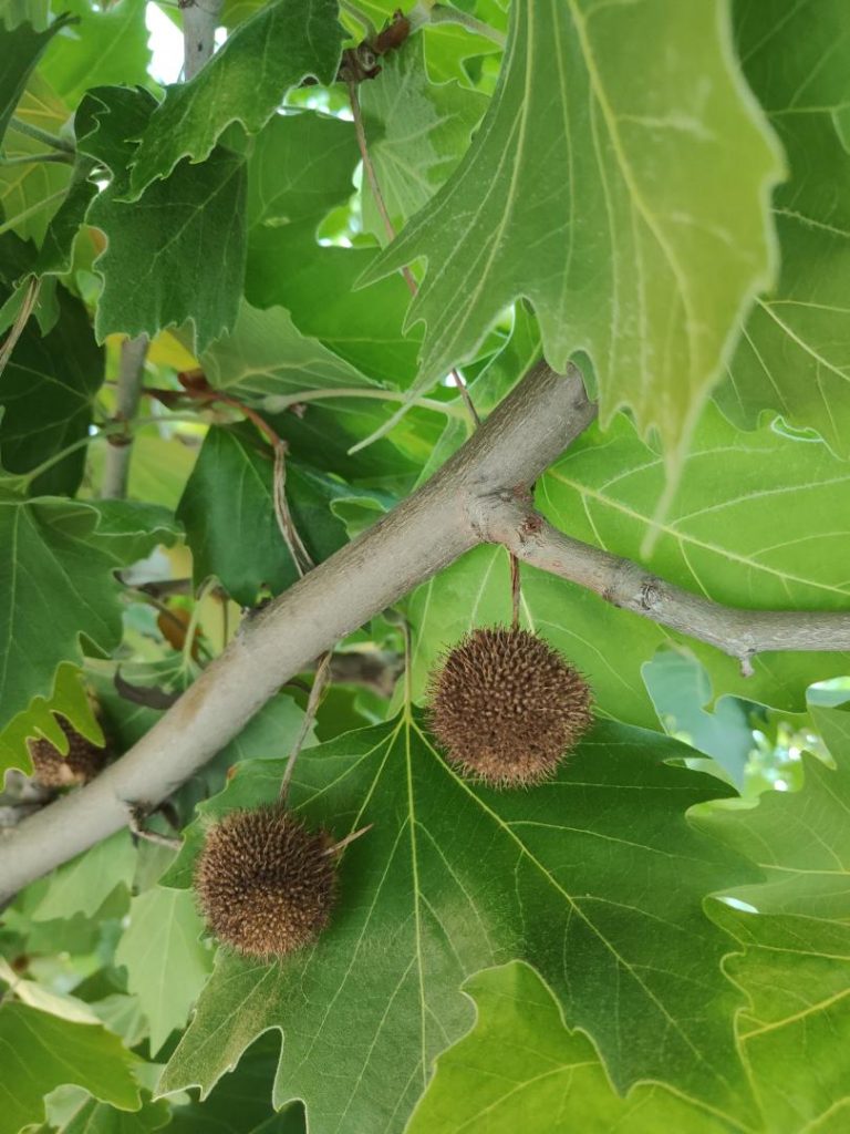 Foto de Platanus orientalis (Platano de sombra)