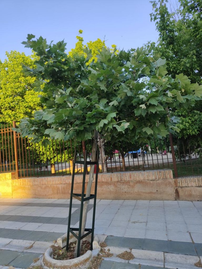 Foto de Platanus orientalis (Platano de sombra)