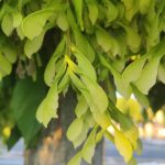 Foto de acer negundo