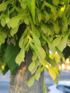 Acer negundo – aceraceae