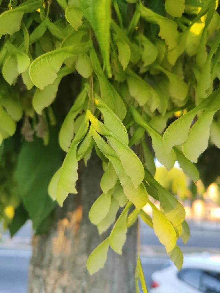 Foto de acer negundo