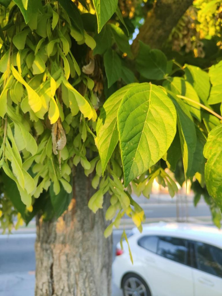Foto de Acer negundo (Arce negundo)