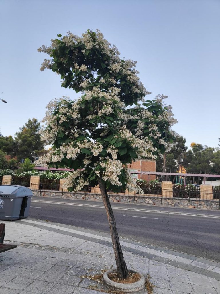 Foto de Catalpa bignonioides (Catalpa común)