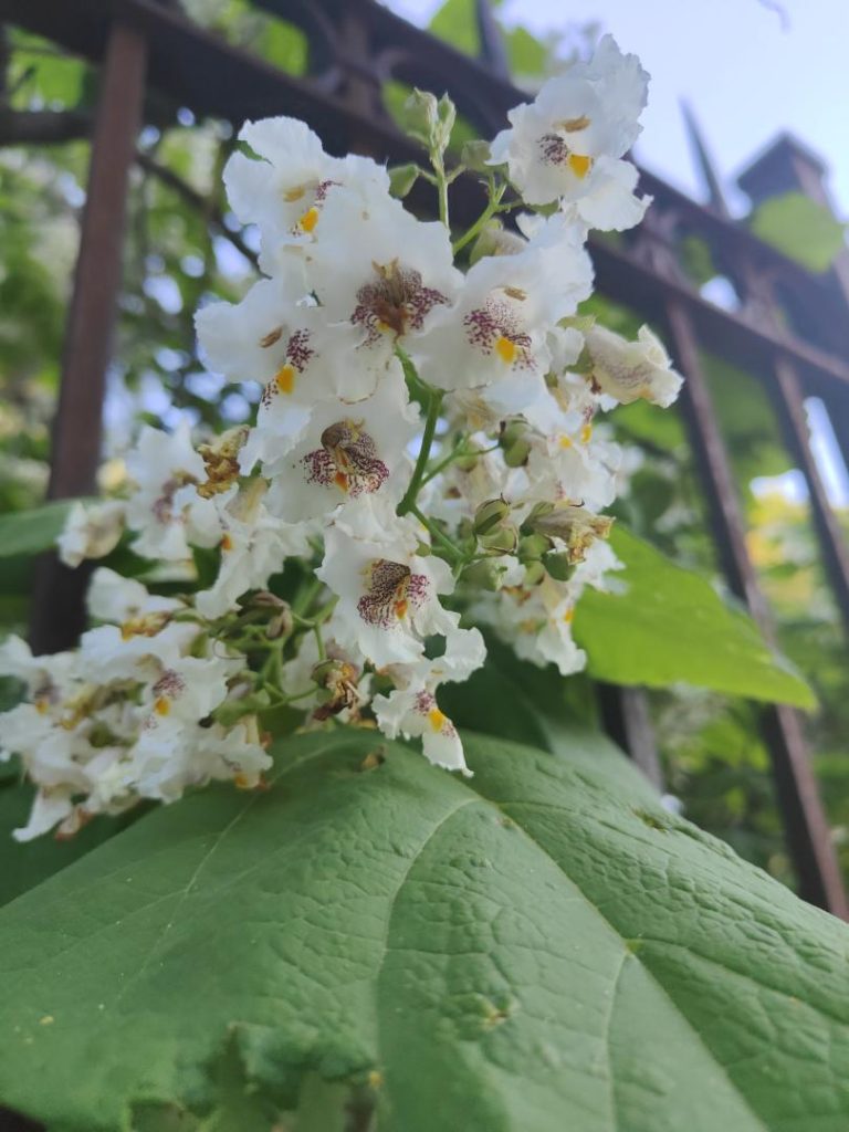 Foto de Catalpa bignonioides (Catalpa común)