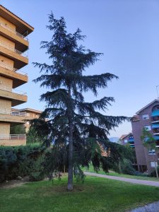 Cedrus libani