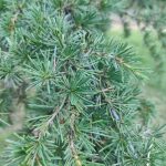 Foto de Cedrus libanii (Cedro del Líbano)