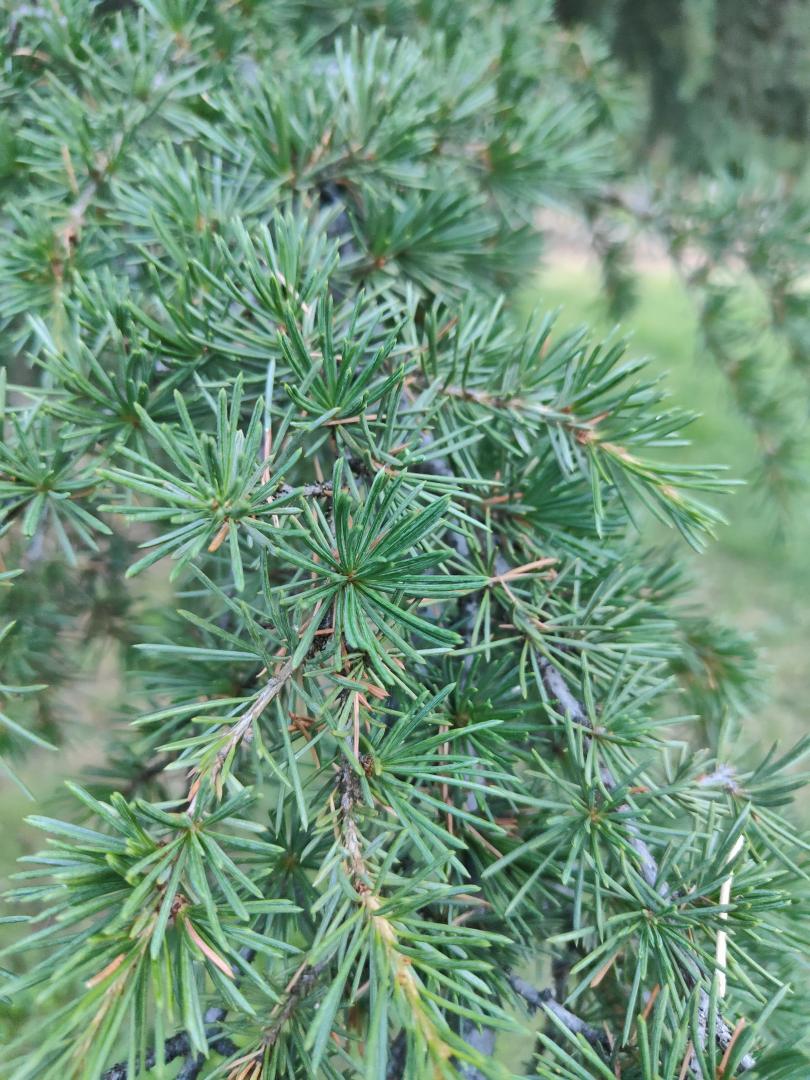 Foto de Cedrus libanii (Cedro del Líbano)
