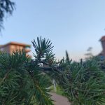 Foto de Cedrus libanii (Cedro del Líbano)