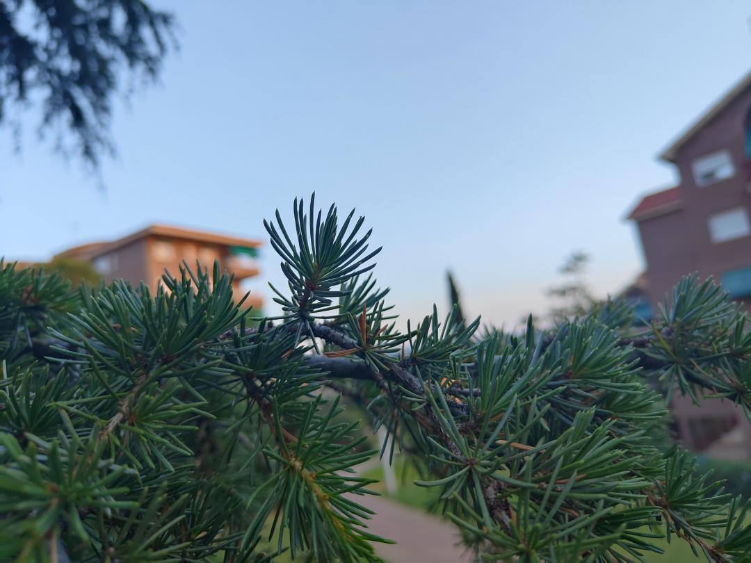 Foto de Cedrus libanii (Cedro del Líbano)