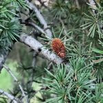 Foto de Cedrus libanii (Cedro del Líbano)