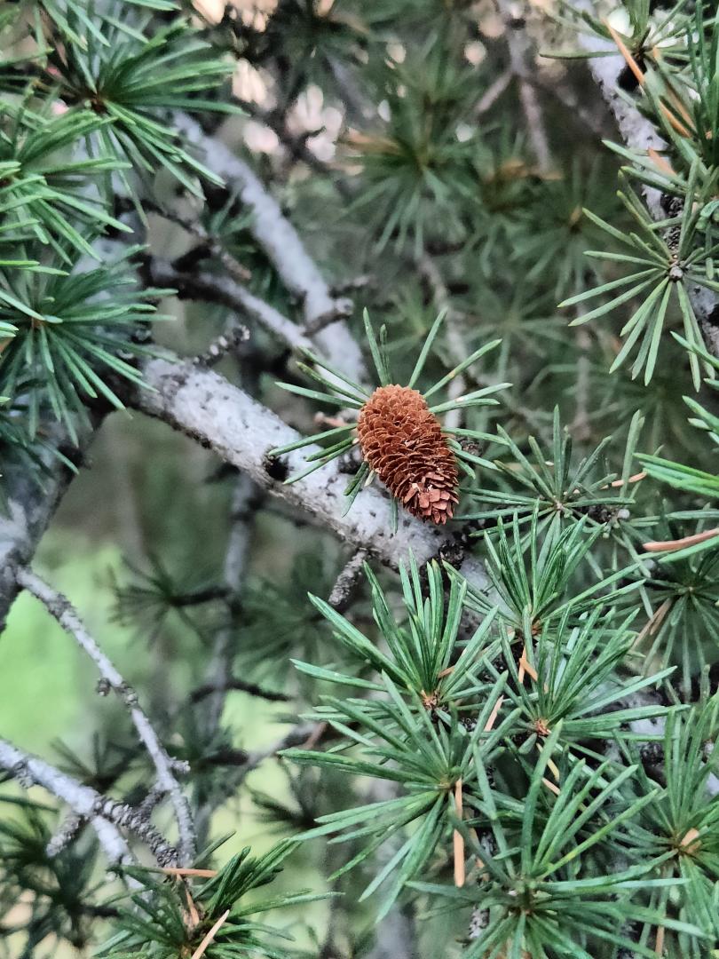 Foto de Cedrus libanii (Cedro del Líbano)