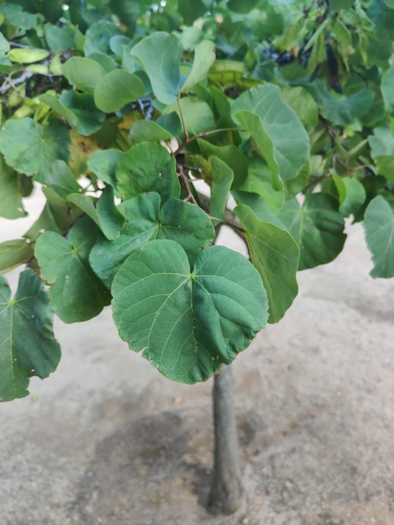 Foto de Cercis siliquastrum (Árbol del amor)