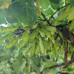 Foto de Cercis siliquastrum (Árbol del amor)