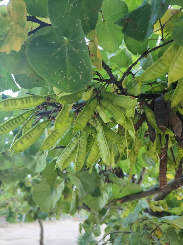 Foto de Cercis siliquastrum (Árbol del amor)