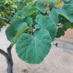 Foto de Cercis siliquastrum (Árbol del amor)