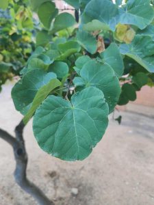 Cercis siliquastrum – fabaceae