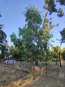 Eucalyptus camaldulensis