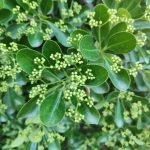 Foto de Euonymus japonicus (Bonetero de Japón)