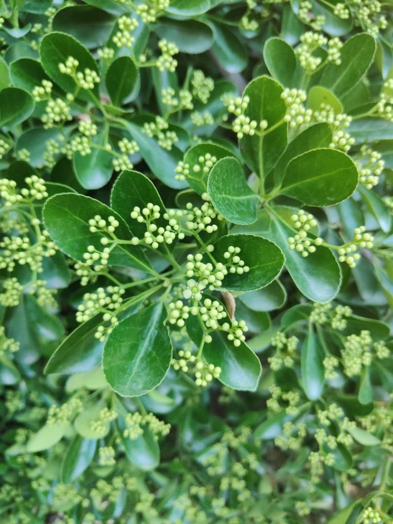Foto de Euonymus japonicus (Bonetero de Japón)