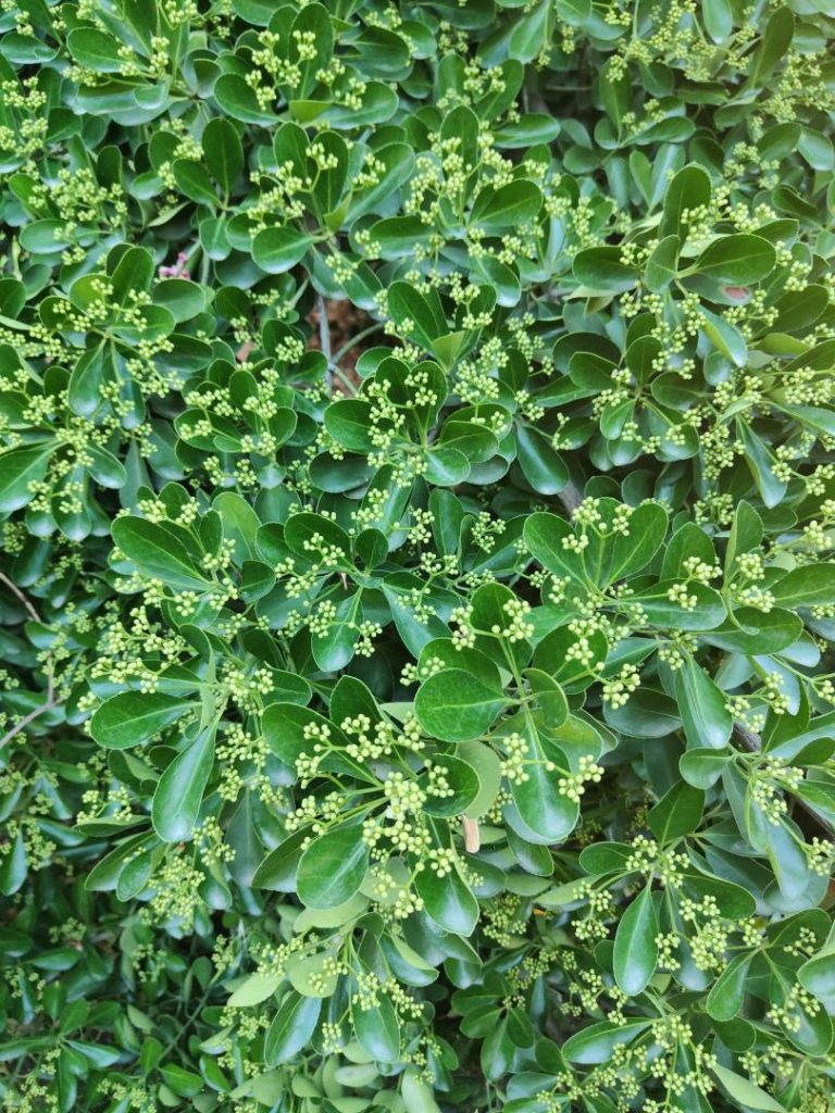 Foto de Euonymus japonicus (Bonetero de Japón)