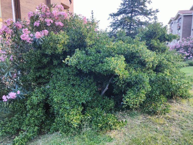 Foto de Euonymus japonicus (Bonetero de Japón)