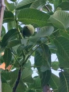 Juglans regia – juglandaceae