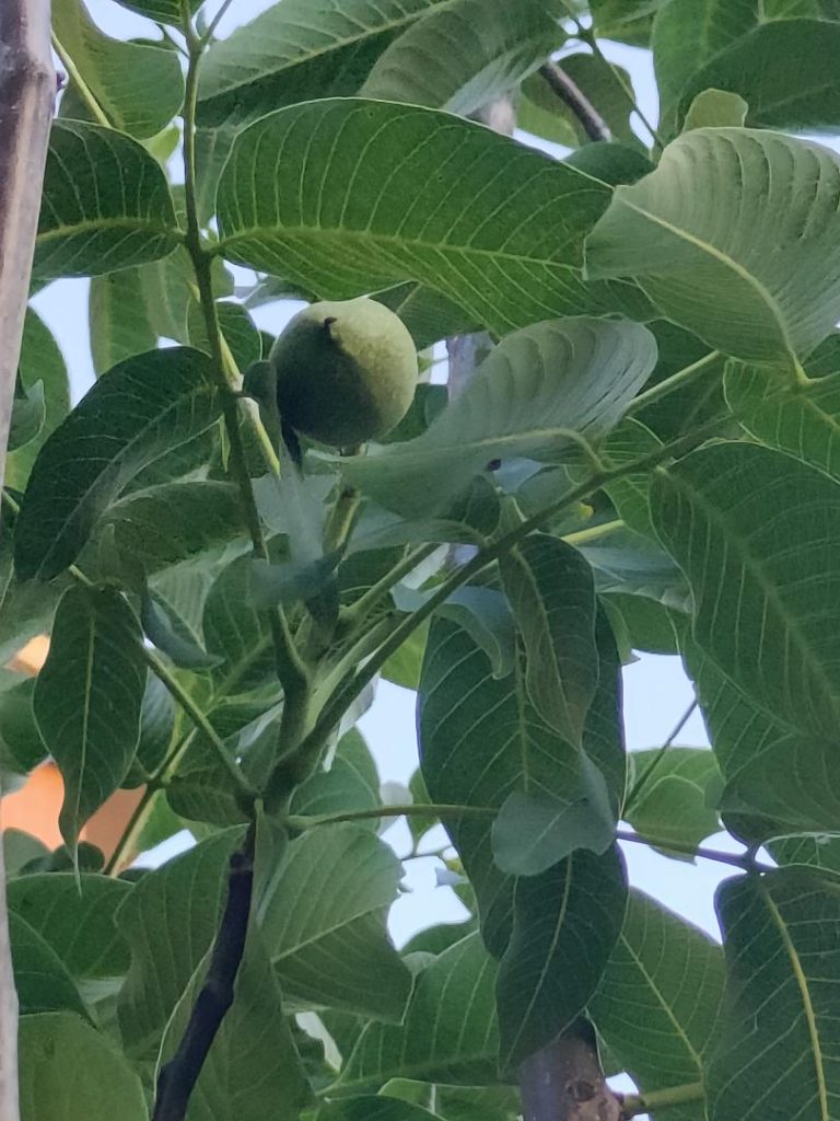 Foto de Juglans regia (Nogal)