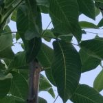 Foto de Juglans regia (Nogal)