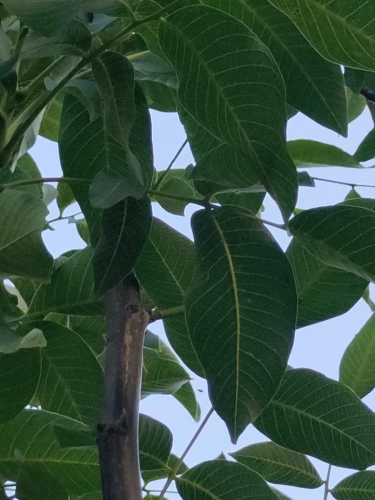 Foto de Juglans regia (Nogal)