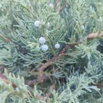 Foto de Juniperus sabina (Sabina rastrera)