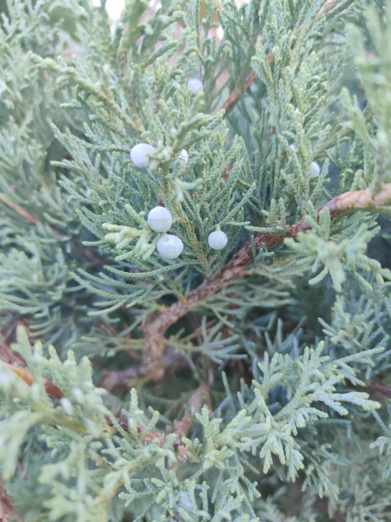 Foto de Juniperus sabina (Sabina rastrera)
