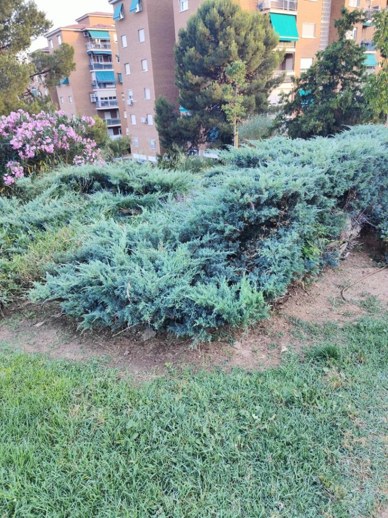Foto de Juniperus sabina (Sabina rastrera)