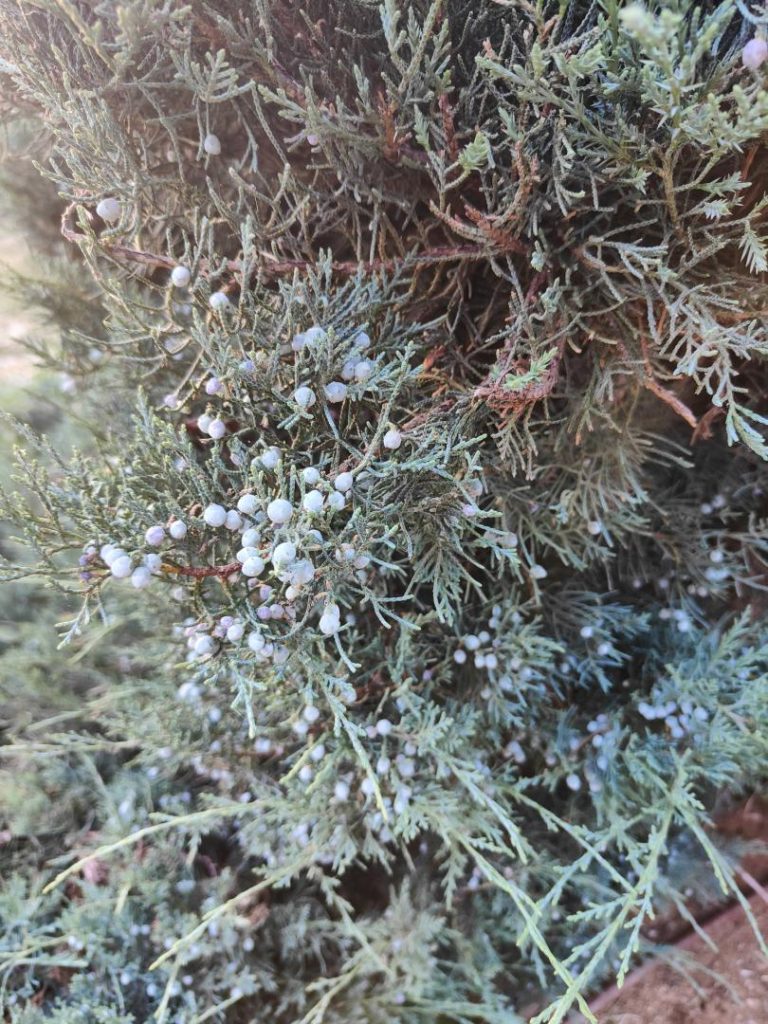 Foto de Juniperus sabina (Sabina rastrera)