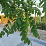 Foto de Koelreuteria paniculata (Jabonero de China)