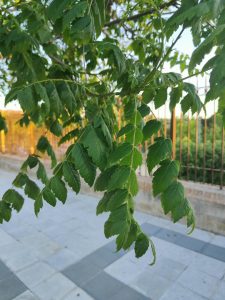 Koelreuteria paniculata – sapindaceae