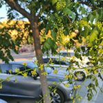 Foto de Koelreuteria paniculata (Jabonero de China)