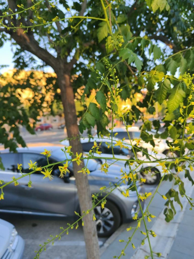 Foto de Koelreuteria paniculata (Jabonero de China)