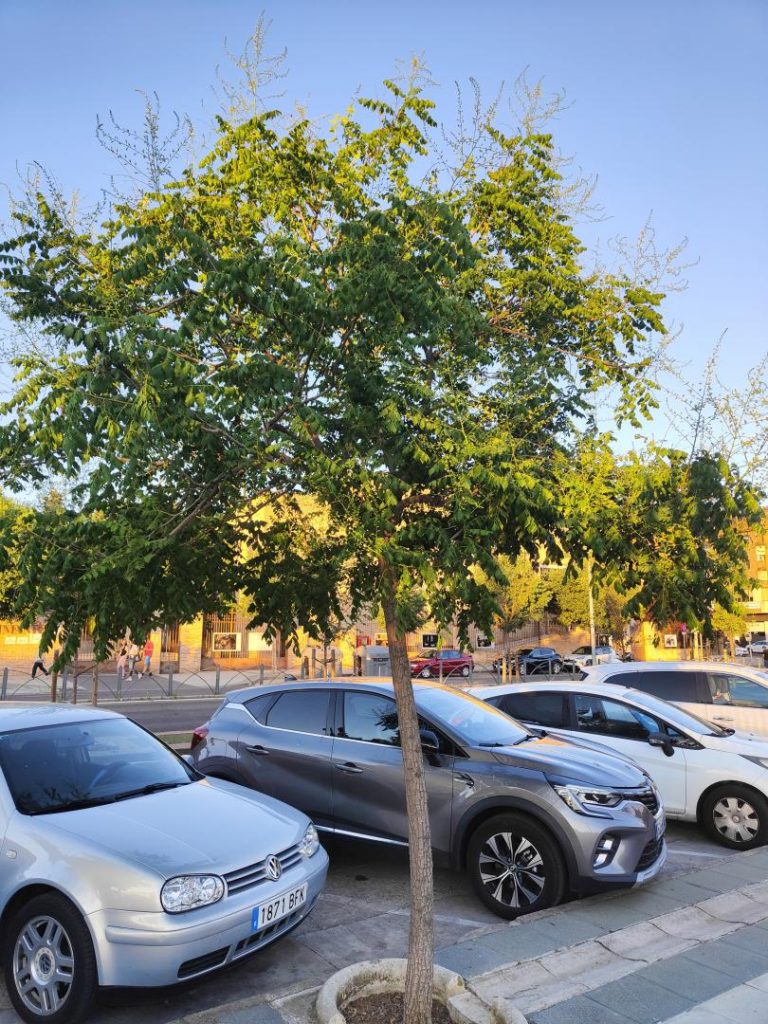 Foto de Koelreuteria paniculata (Jabonero de China)