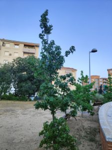 Liquidambar styraciflua