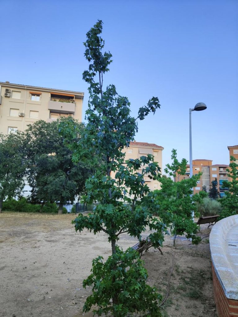 Foto de Liquidambar styraciflua (Ocozol)