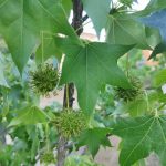 Foto de Liquidambar styraciflua (Ocozol)