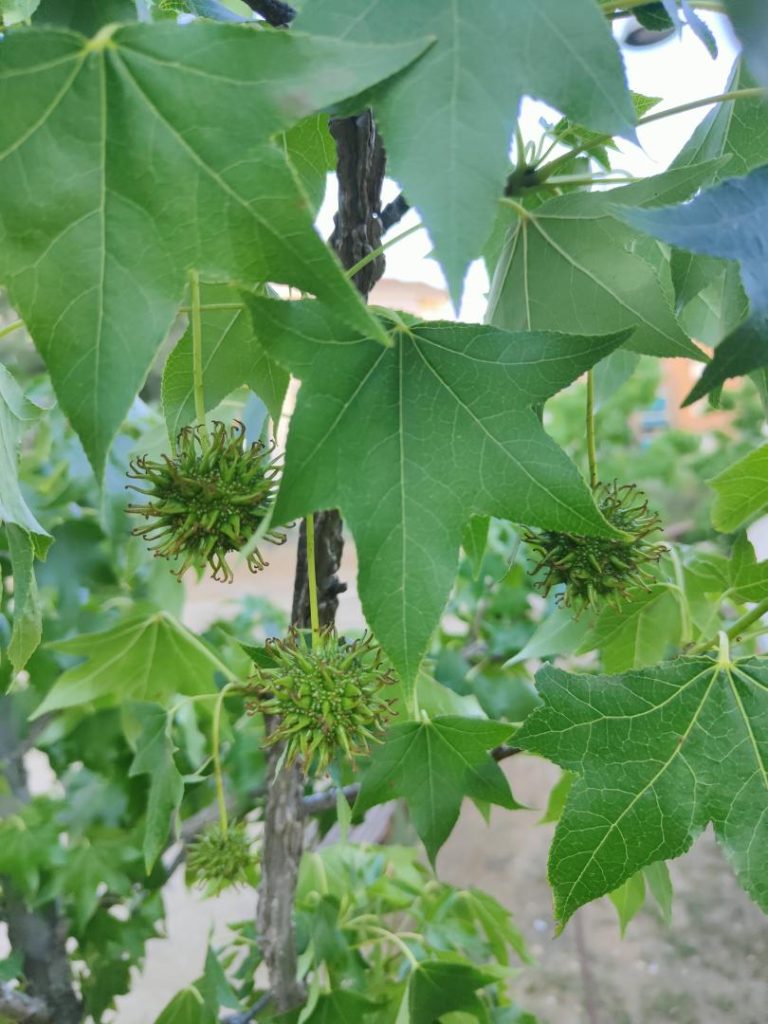 Foto de Liquidambar styraciflua (Ocozol)