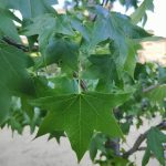Foto de Liquidambar styraciflua (Ocozol)