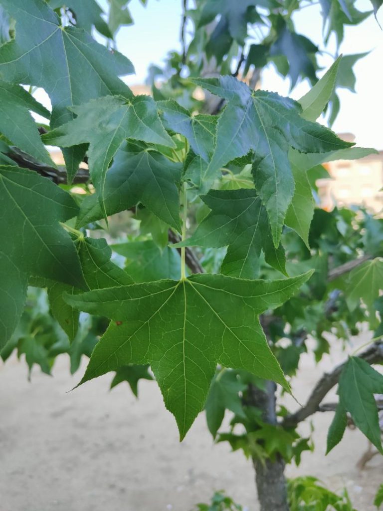 Foto de Liquidambar styraciflua (Ocozol)