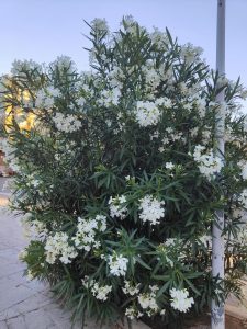 Nerium oleander