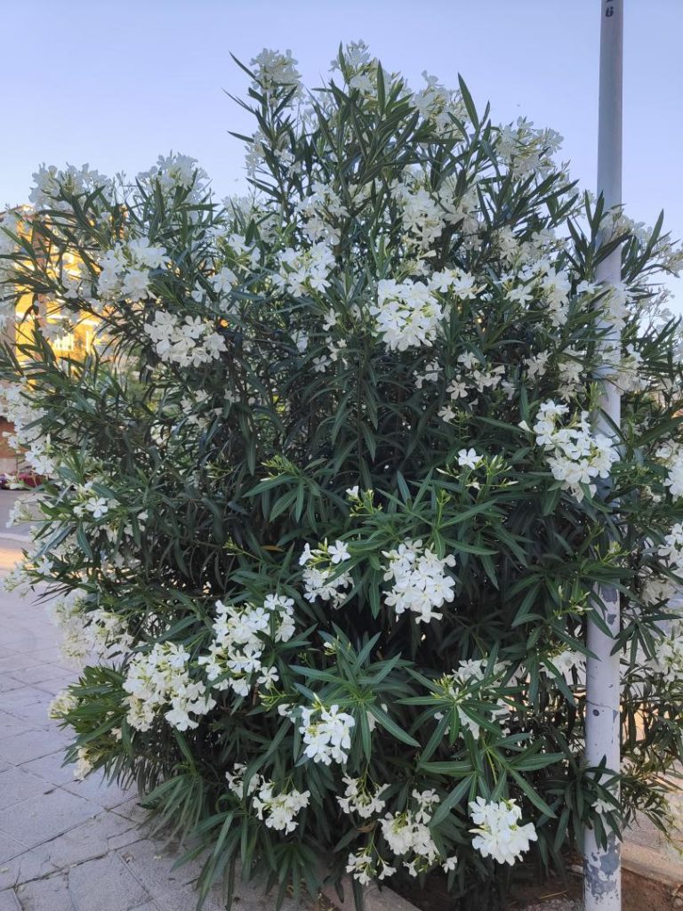 Foto de Nerium oleander (Adelfa)