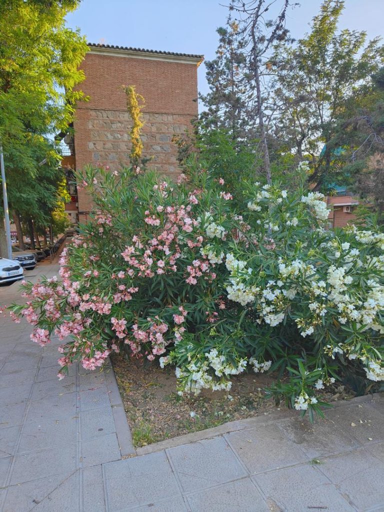 Foto de Nerium oleander (Adelfa)